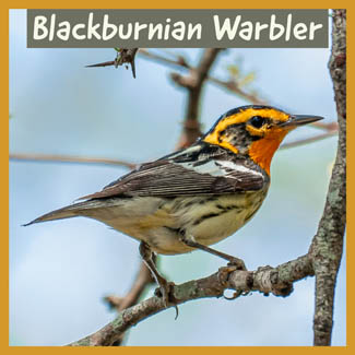 Blackburnian Warbler